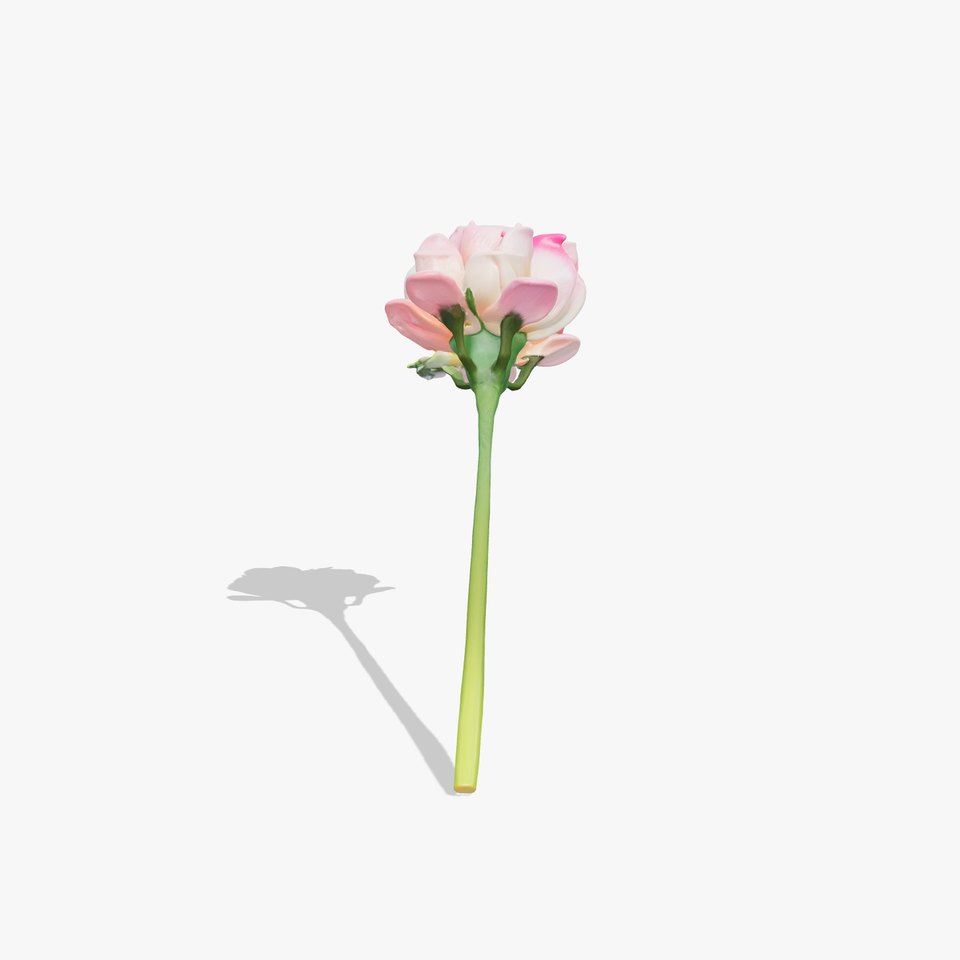 Realistic Ranunculus Flower High-Detail Model Pack